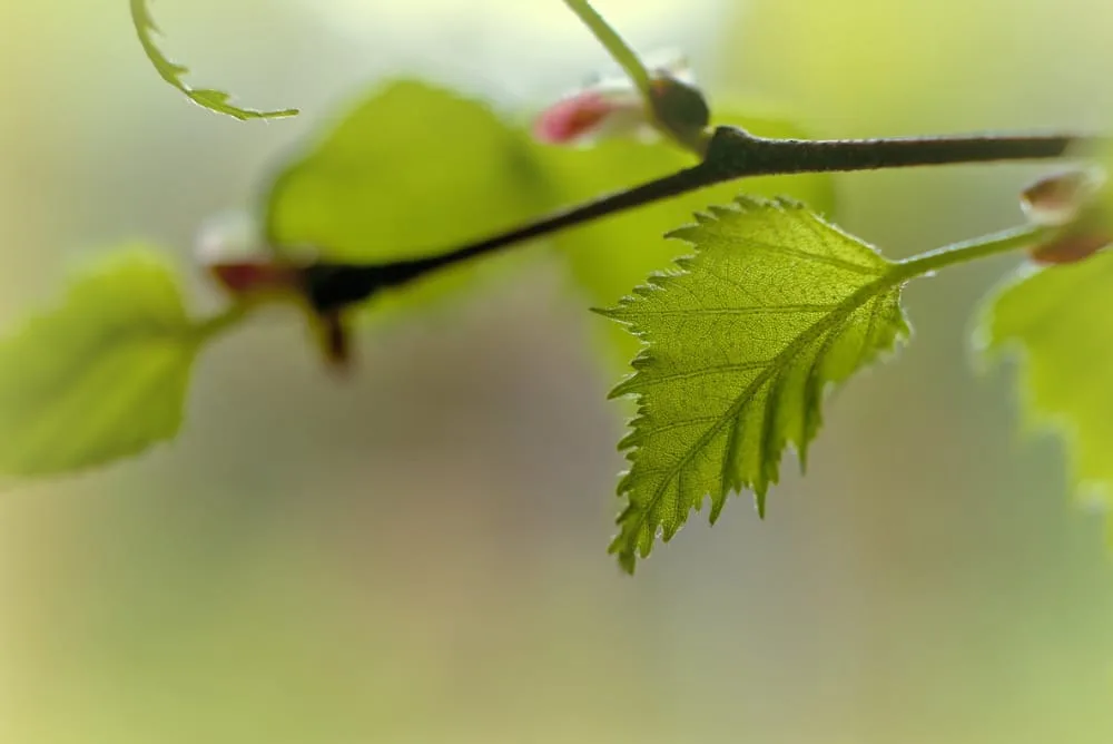bomen op de kaart - meedoen - berk