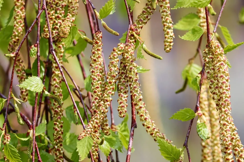 bomen op de kaart - meedoen - berkenkatje