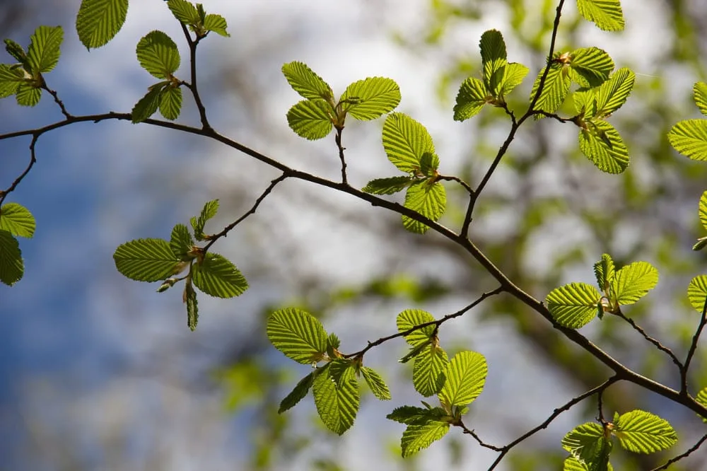 bomen op de kaart - meedoen - beuk