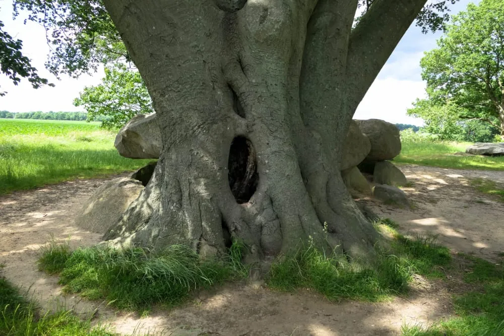 bomen op de kaart - meedoen - boom