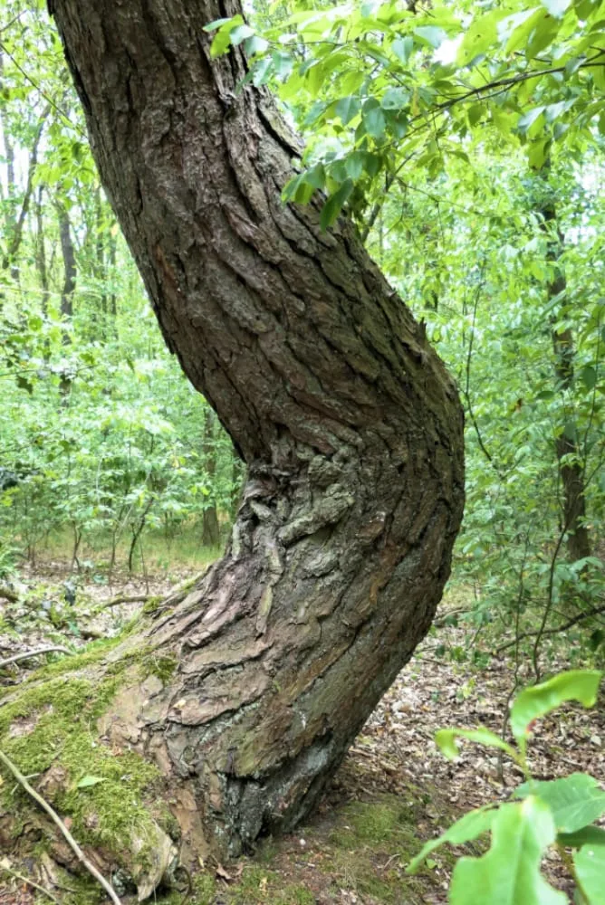 bomen op de kaart - meedoen - den