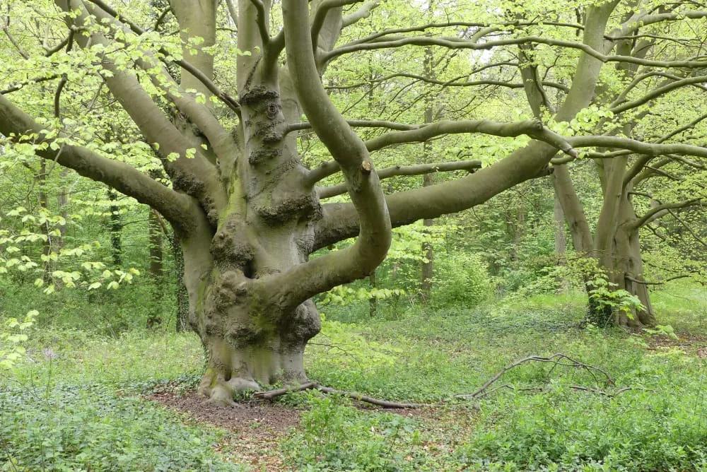 bomen op de kaart - meedoen - eik