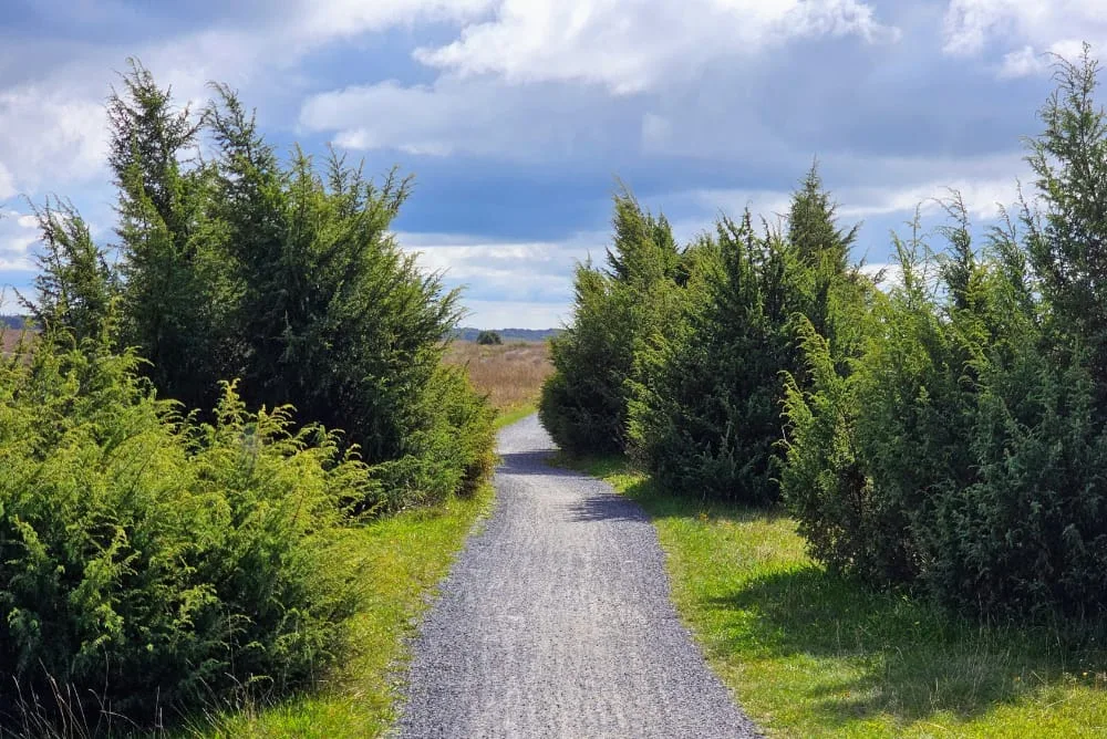 bomen op de kaart - meedoen - juniperus