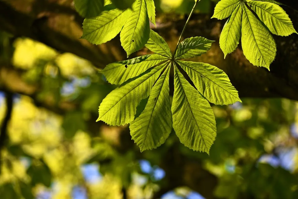 bomen op de kaart - meedoen - kastanje