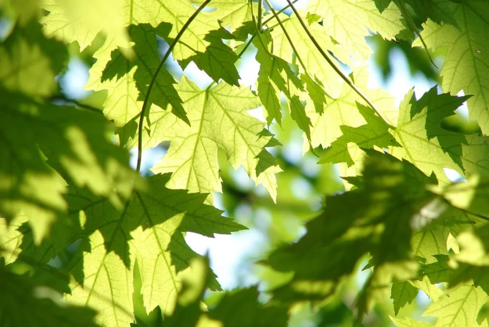 bomen op de kaart - meedoen - leaves