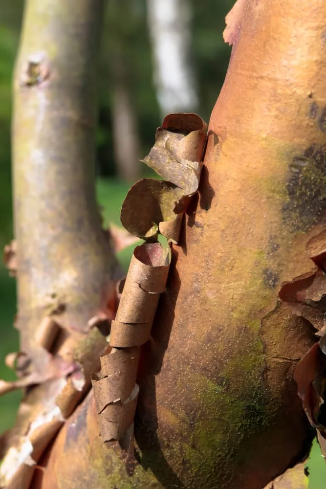 bomen op de kaart - meedoen - stam berk