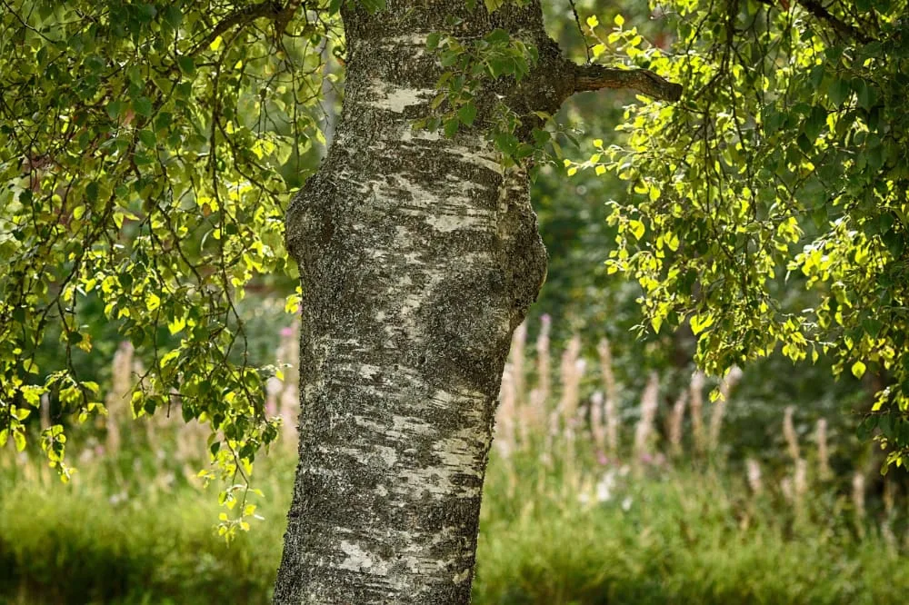 bomen op de kaart - meedoen - stam berk