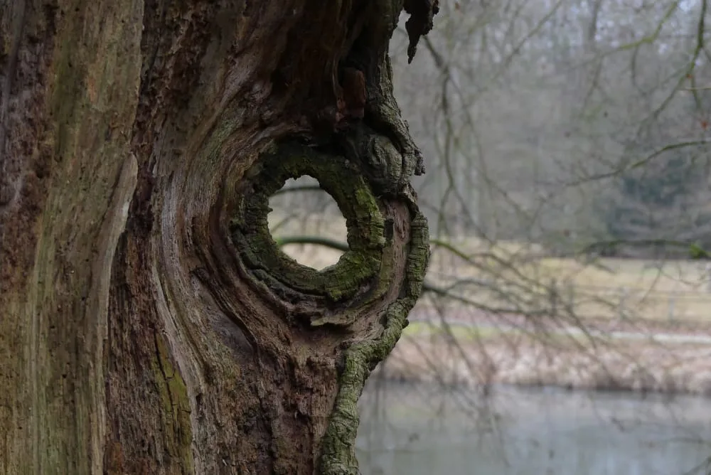 bomen op de kaart - meedoen - stam met gat