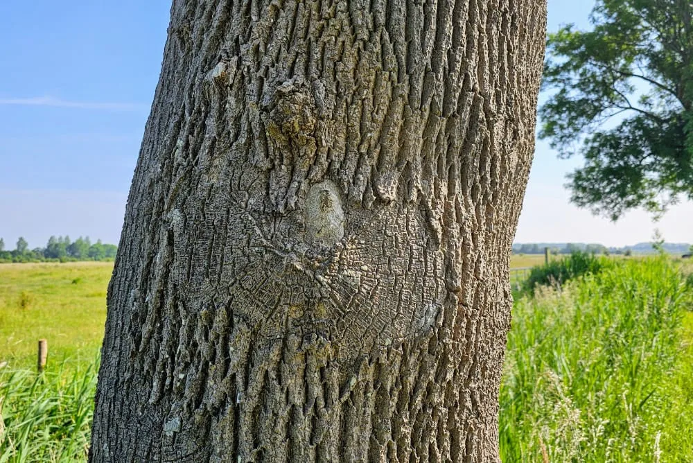 bomen op de kaart - meedoen - stam