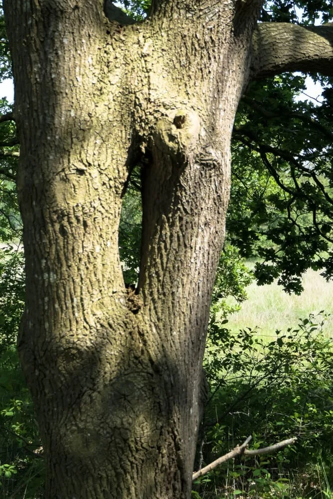 bomen op de kaart bestuur samenstelling uitvoeringsorganisatie