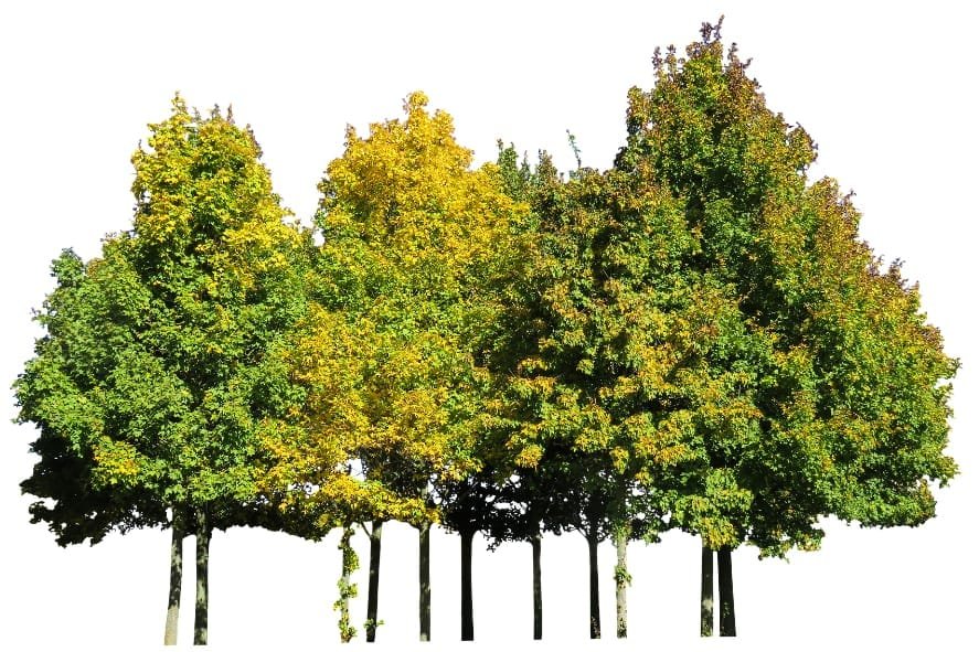 bomen op de kaart - hoe werkt het