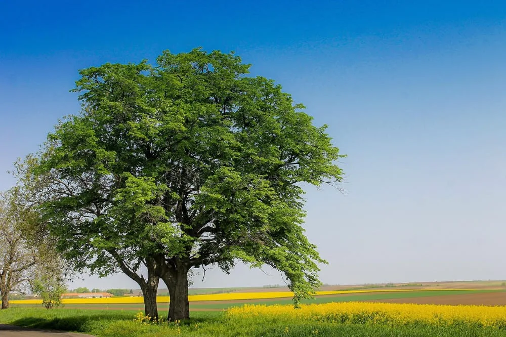 meedoen met bomen op de kaart in nederland